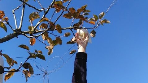 りんご狩り