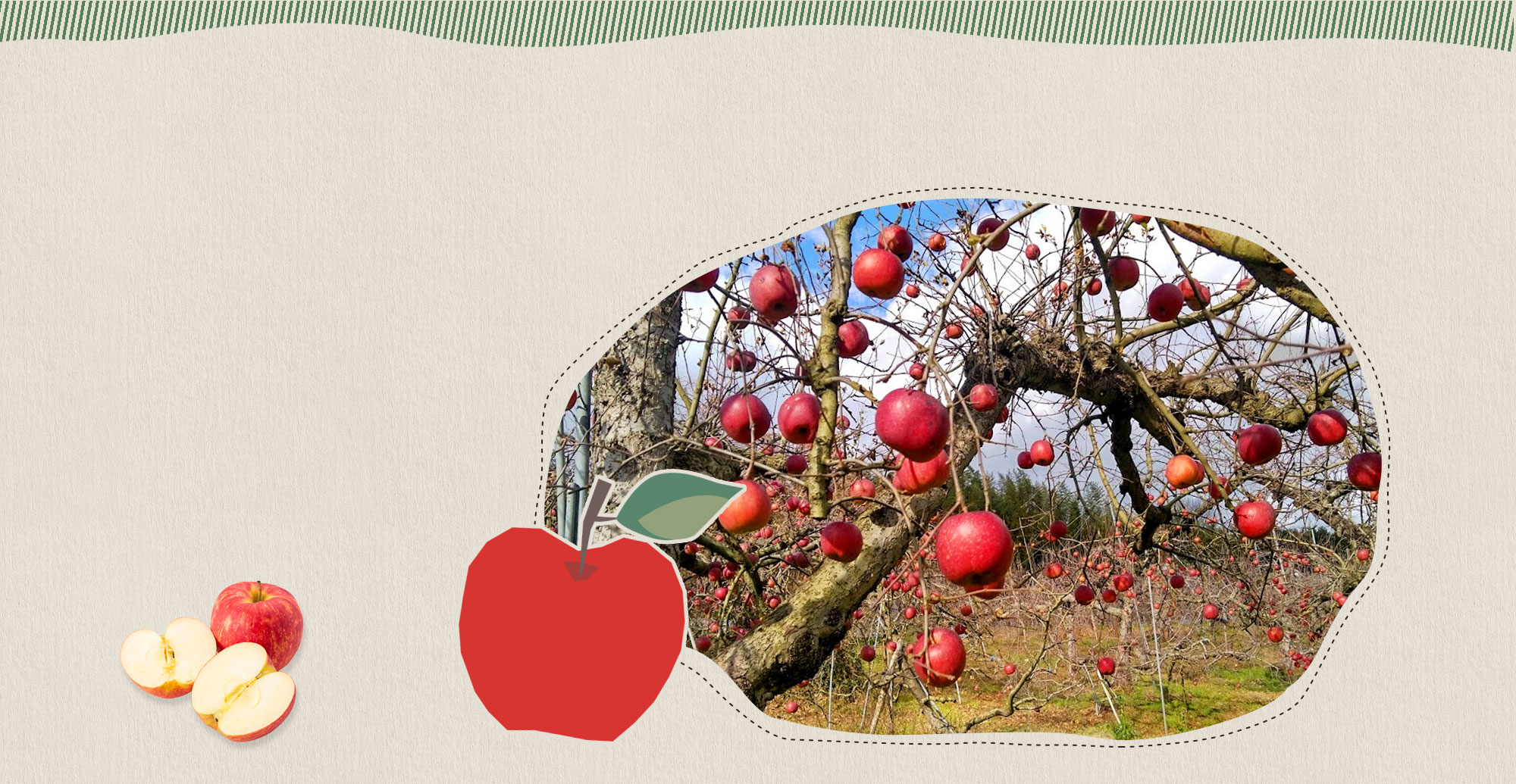 自然豊かな環境で 安心・安全・美味しさを追求したりんご・お米・そばの実を栽培しています