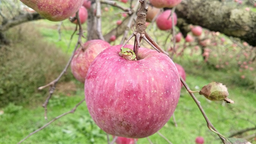 messageImage_1665443613422